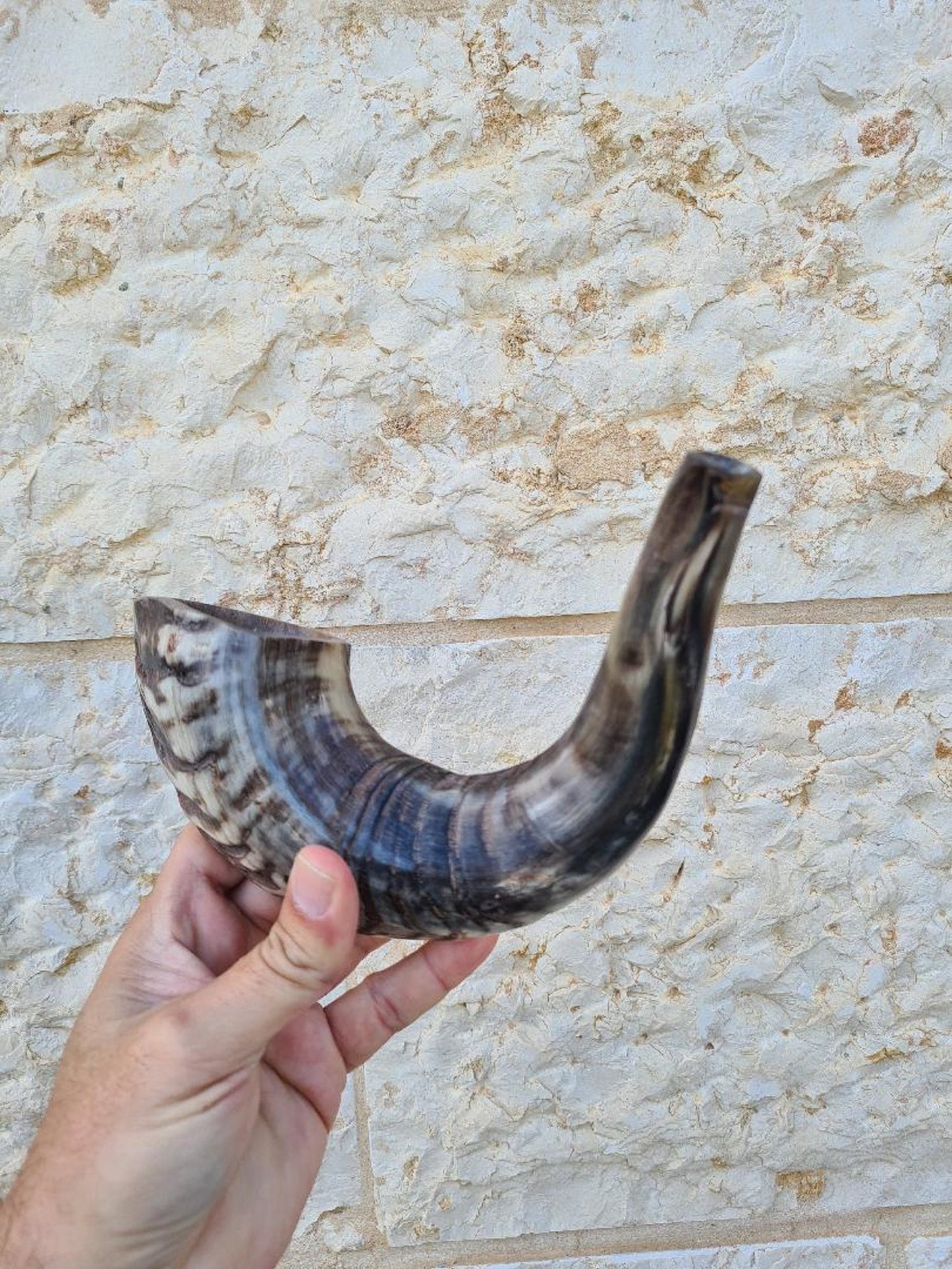 Beautiful Jewish Shofar Ram Horn Blowing Shofar Horn Trumpet 13.4 Inch / 34 Cm