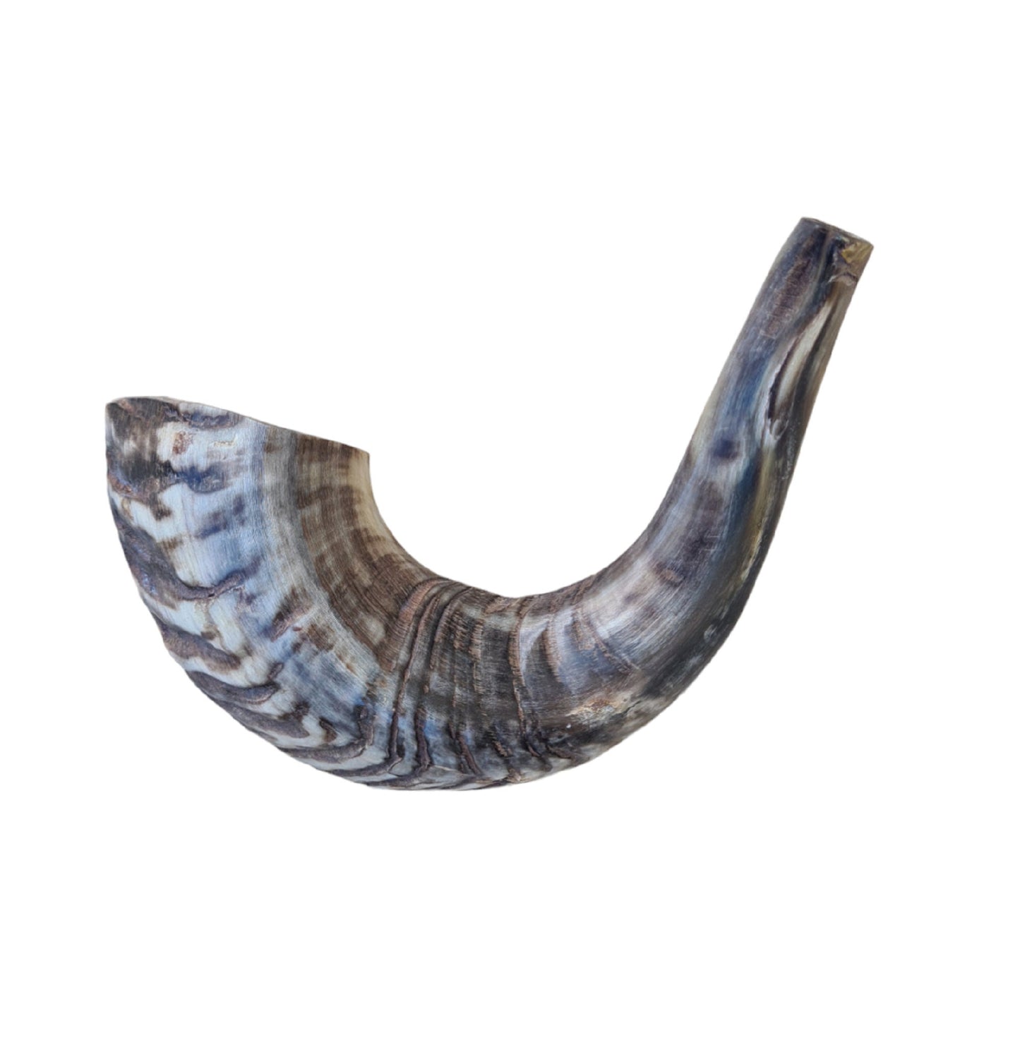 Beautiful Jewish Shofar Ram Horn Blowing Shofar Horn Trumpet 13.4 Inch / 34 Cm