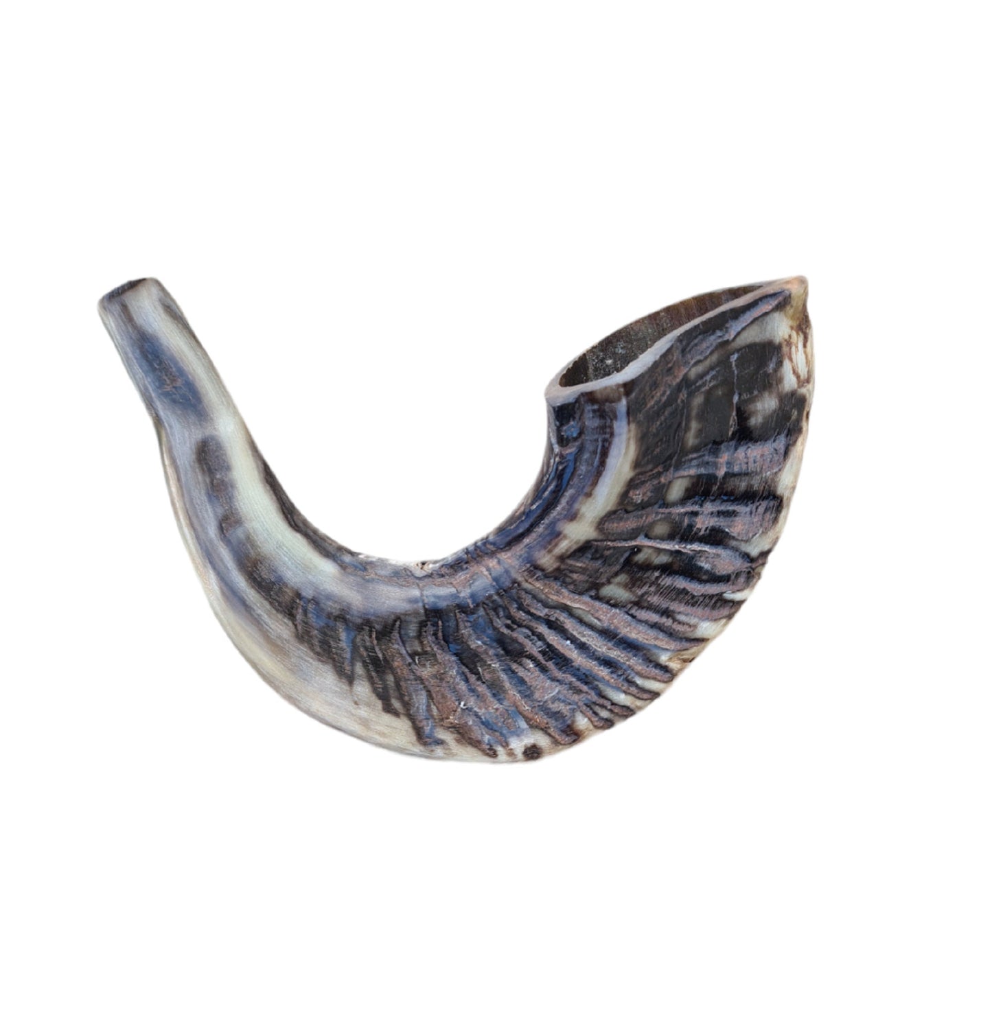 Beautiful Jewish Shofar Ram Horn Blowing Shofar Horn Trumpet 13.4 Inch / 34 Cm