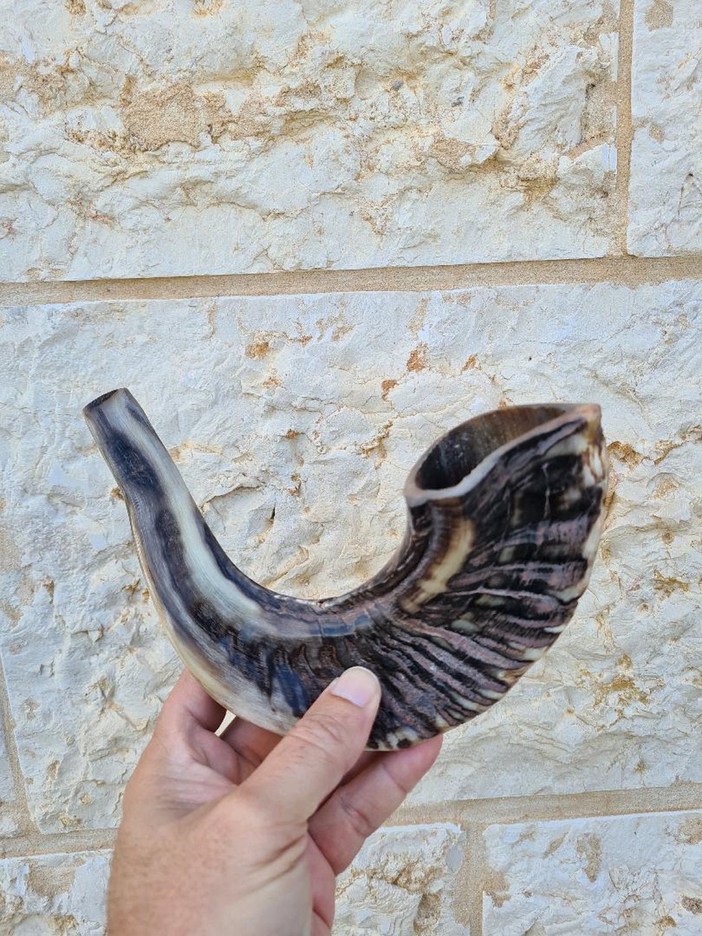 Beautiful Jewish Shofar Ram Horn Blowing Shofar Horn Trumpet 13.4 Inch / 34 Cm