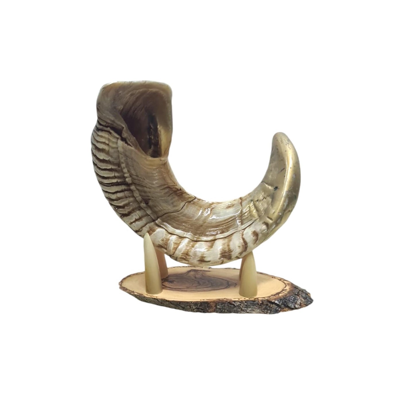 Amen Judaica Engraved Shofar With Menorah 18"-20" Ram Horn Shofar