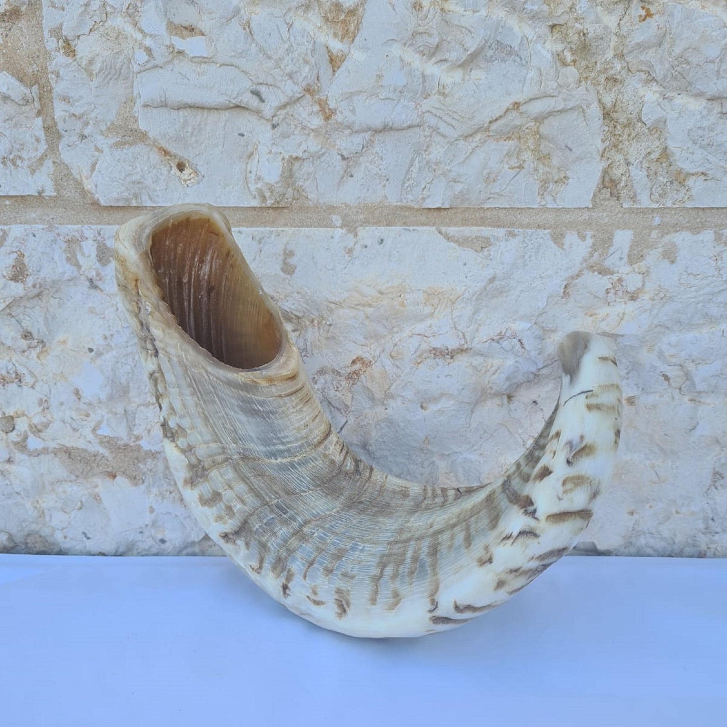 large Ram Horn Shofar Trumpet from Israel Natural 19-22 Inch, Deep Sound