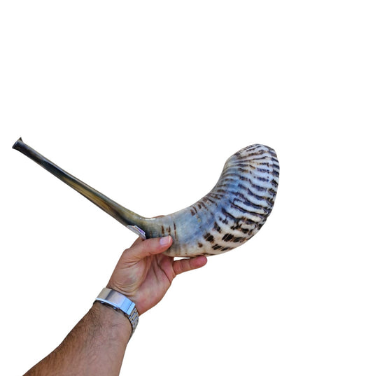 Huge Rare Ram Horn Jewish Shofar 22.8 Inch UNIQUE Kosher Shofar