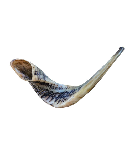 Huge Rare Ram Horn Jewish Shofar 22.8 Inch UNIQUE Kosher Shofar