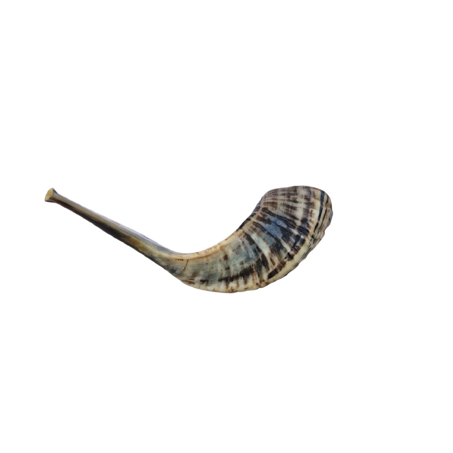 Jewish Shofar Ram Horn 10-12Inch / 25-30 Cm