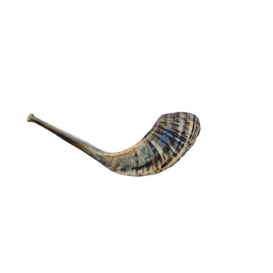 Jewish Shofar Ram Horn 10-12Inch / 25-30 Cm