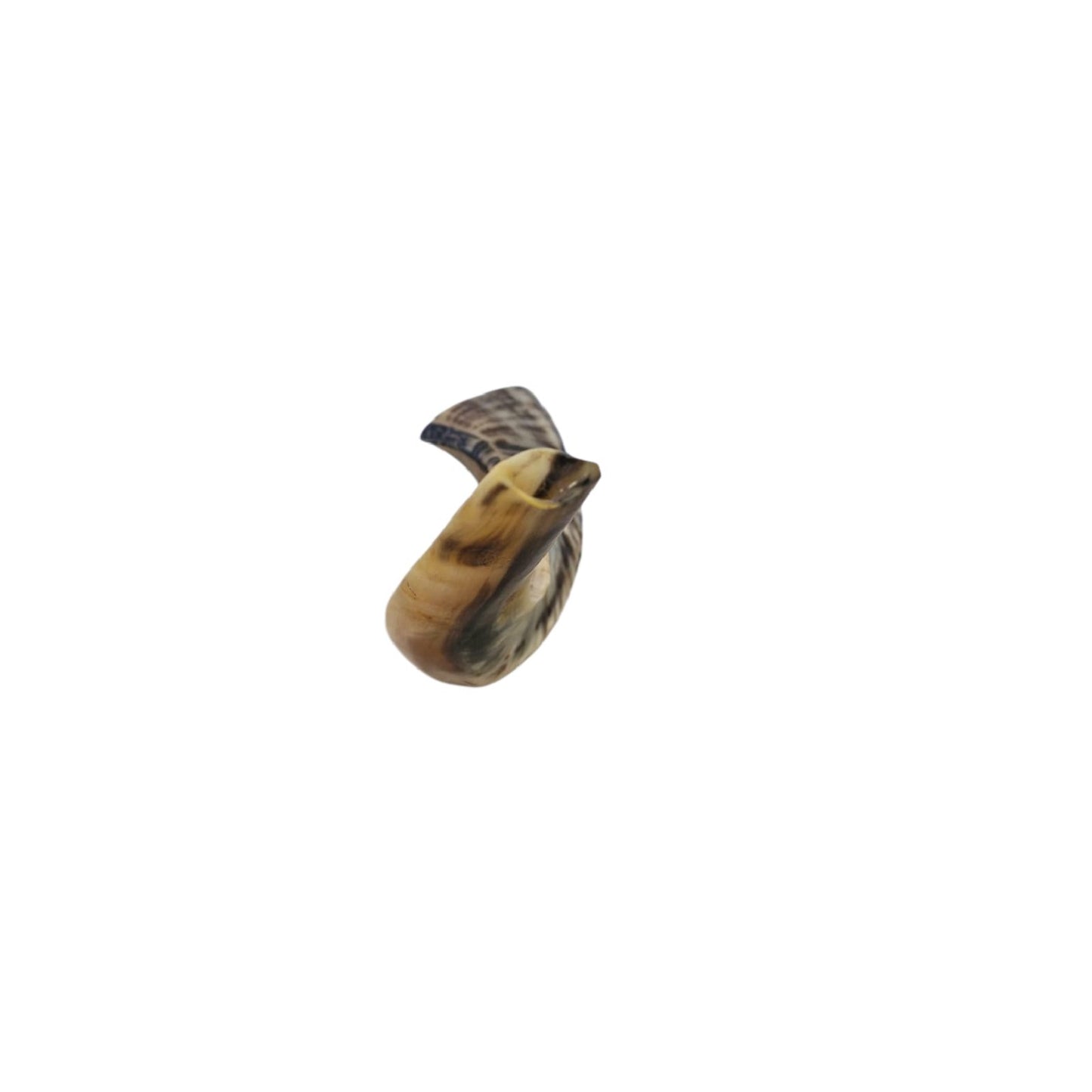 Jewish Blowing Shofar Ram Horn 12-14 Inch