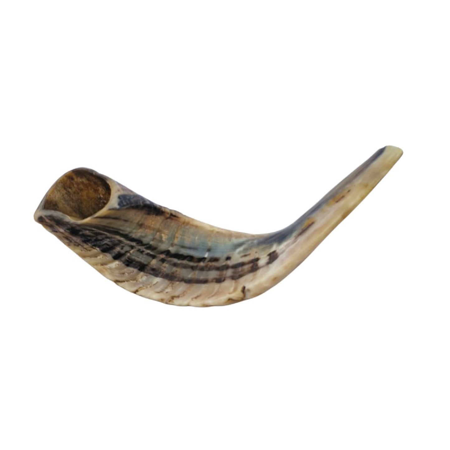 Jewish Blowing Shofar Ram Horn 12-14 Inch