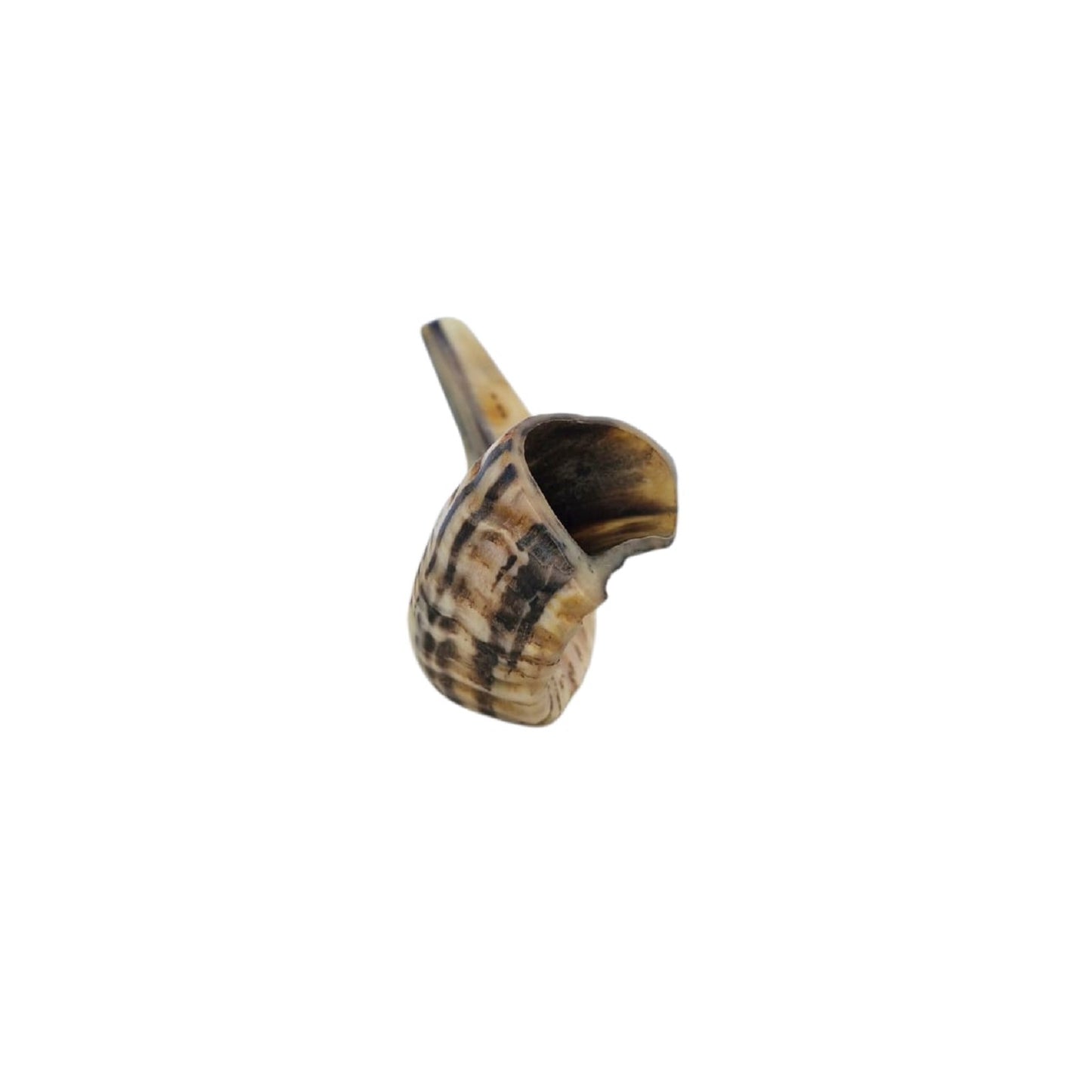 Jewish Blowing Shofar Ram Horn 12-14 Inch